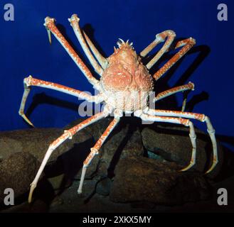 Japanische Riesenkrabbe für Spider Stockfoto