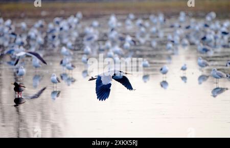 Graureiher - im Flug mit Möwen im Hintergrund Stockfoto