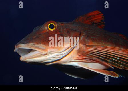 Spiny Red Gurnard, Nordwestpazifik. Stockfoto