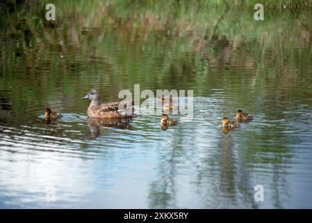 American Wigeon - Erwachsene und jung Stockfoto