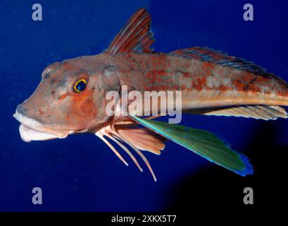 Spiny Red Gurnard, Nordwestpazifik. Stockfoto