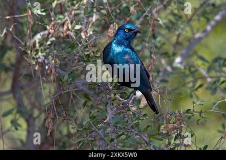 Cape Glossy Starling - weit verbreitet im Westen Angolas Stockfoto