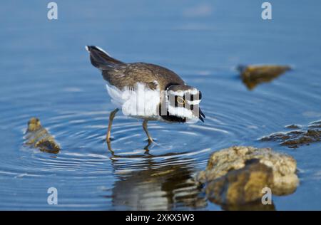 Kleiner Plover - auf der Suche nach Essen Stockfoto