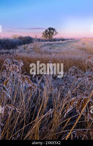 Otmoor RSPB Reserve - kalter Winterabend Stockfoto