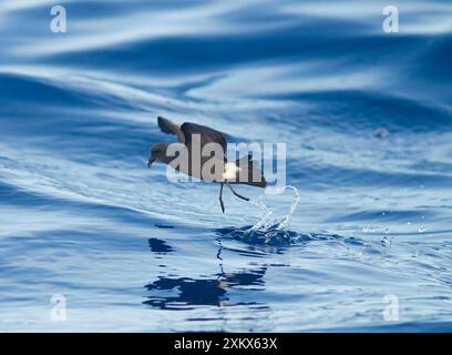 Madeiranischer Sturm-Petrel - Tanz auf See - Juni Stockfoto