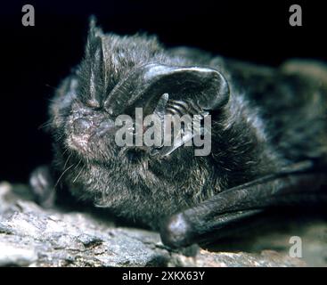 Barbastelle bat - eine seltene Art in Großbritannien und Europa Stockfoto