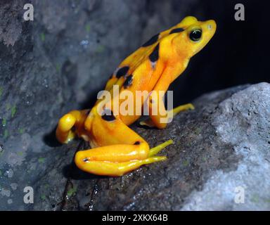 Panamaischer Goldfrosch - bedrohte Tierart Stockfoto