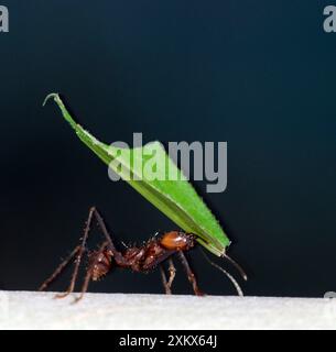 Leafcutter Ant – trägt Fragmente der geernteten Stockfoto