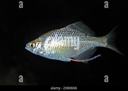 Bitterling - Weibchen mit langem Ovipositor entwickelt Stockfoto