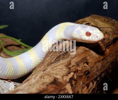 Kalifornische Königsschlange - Albino Stockfoto