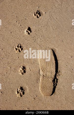 Fußspuren - ein Mann und sein Hund - an einem Sandstrand Stockfoto