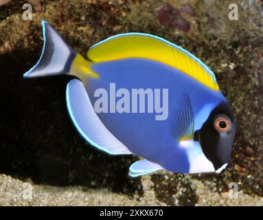 Puder Blue Surgeonfish (Powder Blue Tang) - tropische Riffe Stockfoto