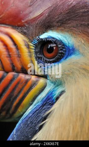 Sulawesi faltiger Nashornvogel / Knobbed Nashornvogel - männlich Stockfoto