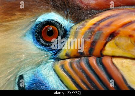 Sulawesi faltiger Nashornvogel / Knobbed Nashornvogel - männlich Stockfoto