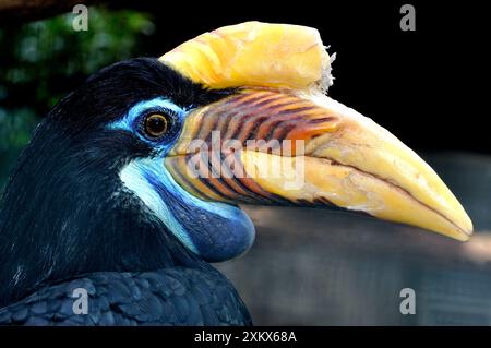 Sulawesi faltiger Nashornschnabel / Knobbed Nashornschnabel - weiblich Stockfoto