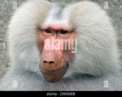 Heiliger Pavian - erwachsener Mann Stockfoto