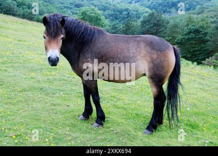 Exmoor-Pony-Schutzweide in den Mendips Stockfoto