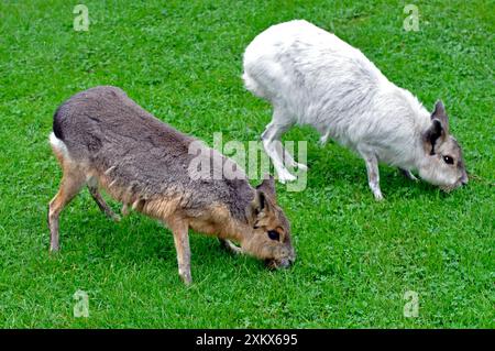 Patagonische Mara - normale und weiße Farbvariante Stockfoto