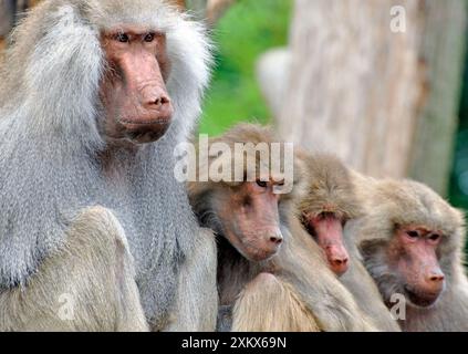 Heiliger Pavian - männlich mit seinem Harem Stockfoto