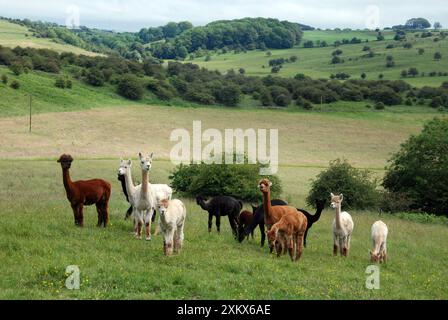 Alpakas auf einer englischen Farm Stockfoto