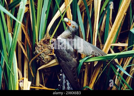 Kuckuck - die Eier von Reed Warbler aus dem Nest stehlen Stockfoto