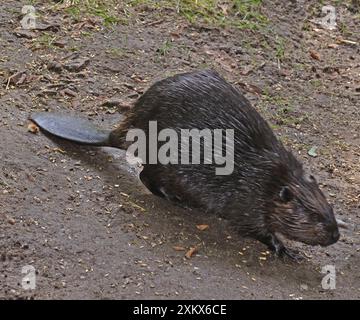 Europäischer Biber Stockfoto