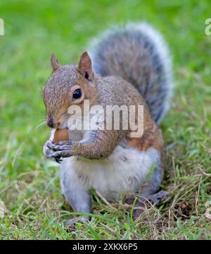 Graues Eichhörnchen - Eating Eichel - September Stockfoto