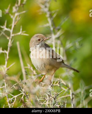 Brillenträger - weiblich - März Stockfoto