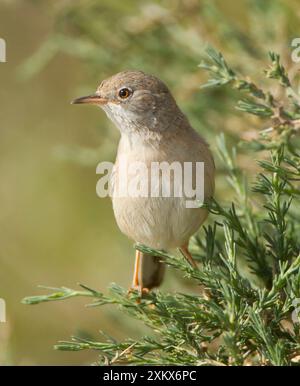 Brillenträger - weiblich - März Stockfoto