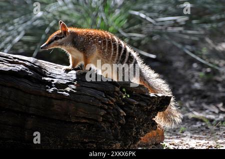 Numbat/Banded Anteater/Beutelanteater Stockfoto