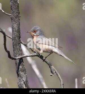 Westlicher subalpiner Warbler - männlich - April Stockfoto