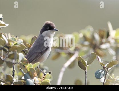 WESTERN Orphean Warbler - im Olivenbaum - April Stockfoto