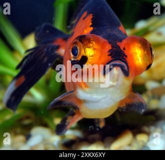 Goldfisch. Black Moor-Variante. Stockfoto