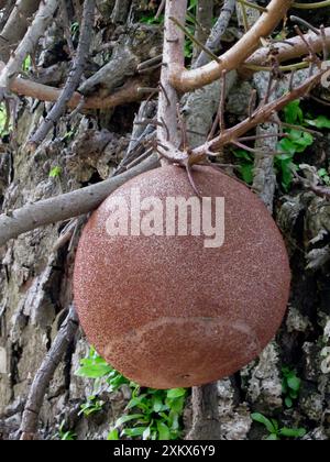 Kanonenkugelbaum. Heimisch in den tropischen Wäldern Stockfoto