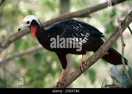 Blauer Piping-guan - hoch im Baum Stockfoto