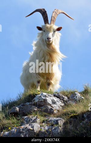 Wilde (wilde) Ziege, erwachsener männlicher Mann; großer Orme Kopf,... Stockfoto