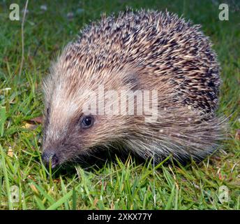 Europäischer Igel auf Grasrasen Stockfoto