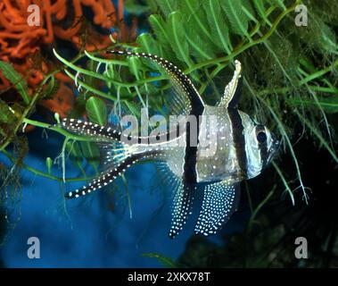 Banggai Kardinalbarschen Stockfoto