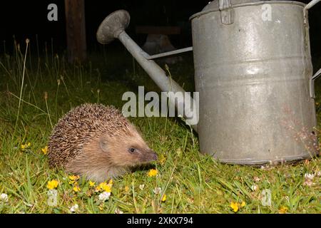 Europäischer Igel auf Grasrasen Stockfoto