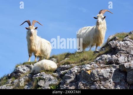 Wilde (wilde) Ziegen, ausgewachsene männliche Tiere; großer Orme-Kopf,... Stockfoto