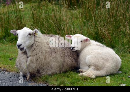 Schaf; Schaf mit Lamm in den walisischen Bergen Stockfoto