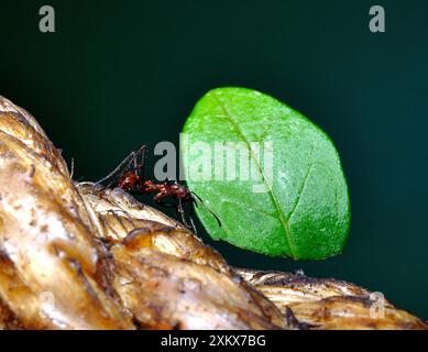 Der Blattschneider Ant trägt Blattfragmente zurück zu seinem Nest Stockfoto