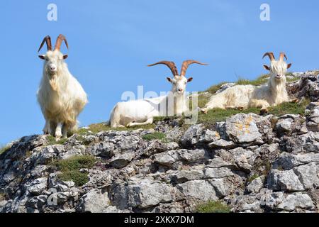 Wilde (wilde) Ziegen, ausgewachsene männliche Tiere; großer Orme-Kopf,... Stockfoto