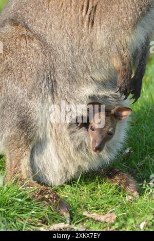 Bennett's Wallaby / Rothals Wallaby mit Stockfoto