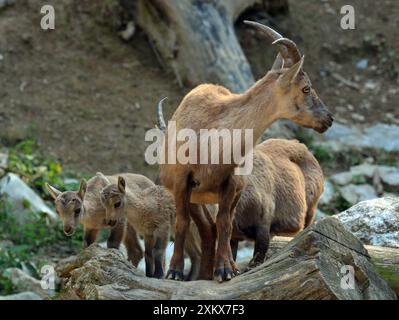 Mutter Steinbock mit ihren Jungen. Europäische Berge Stockfoto