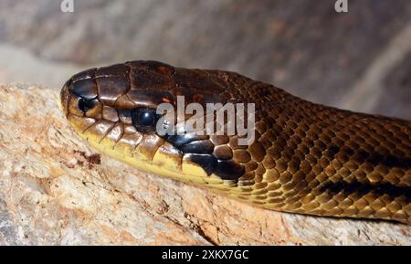 Vierzeilige Ratsnake, nicht-giftige Schlange gefunden in Stockfoto