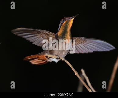 Ruby-Topaz Huummingbird schwebt an Spezialfutterhäuschen Stockfoto