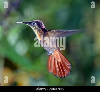 Ruby-Topaz Huummingbird schwebt an Spezialfutterhäuschen Stockfoto