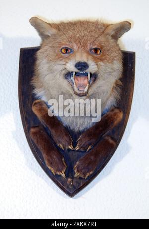 Taxidermie: Fox Head Mount Trophäe von Bartlett von Stockfoto