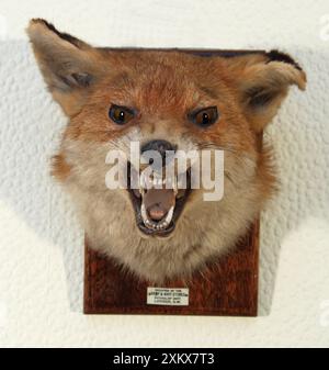 Taxidermie: Fox Head Mount Trophäe von Army & Navy Stockfoto